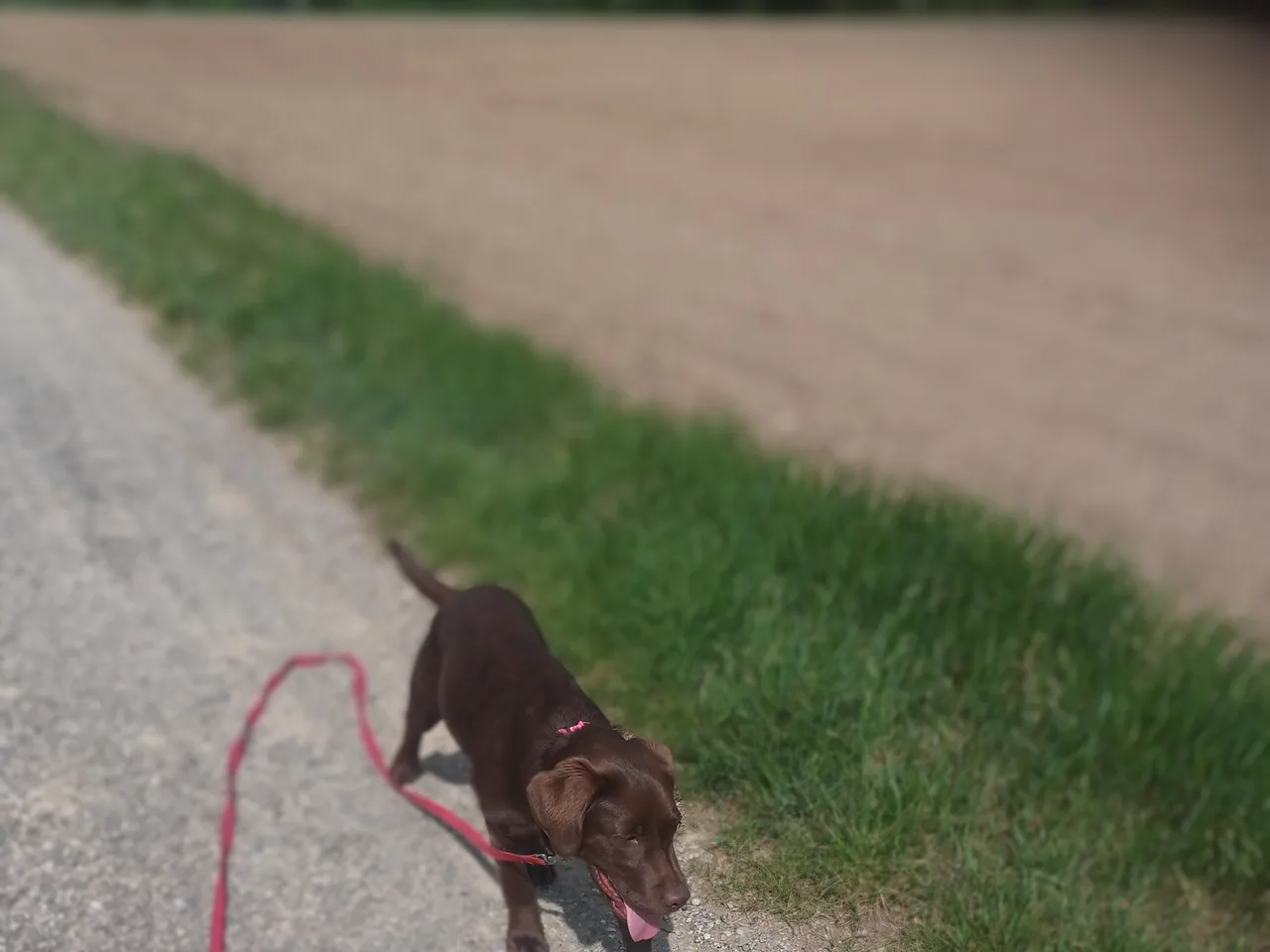 Promenades de chiens
