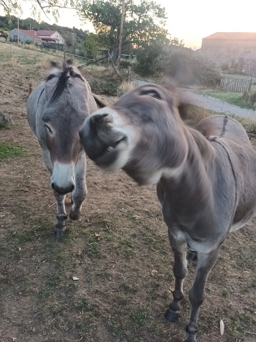 Deux ânes de la Mini Ferme de Navas